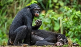 猩猩交配视频,揭秘灵长类动物的交配奥秘